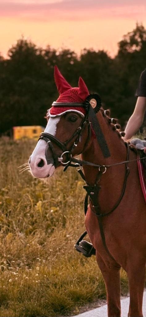 Mooie B pony, Dieren en Toebehoren, Pony's, Merrie, B