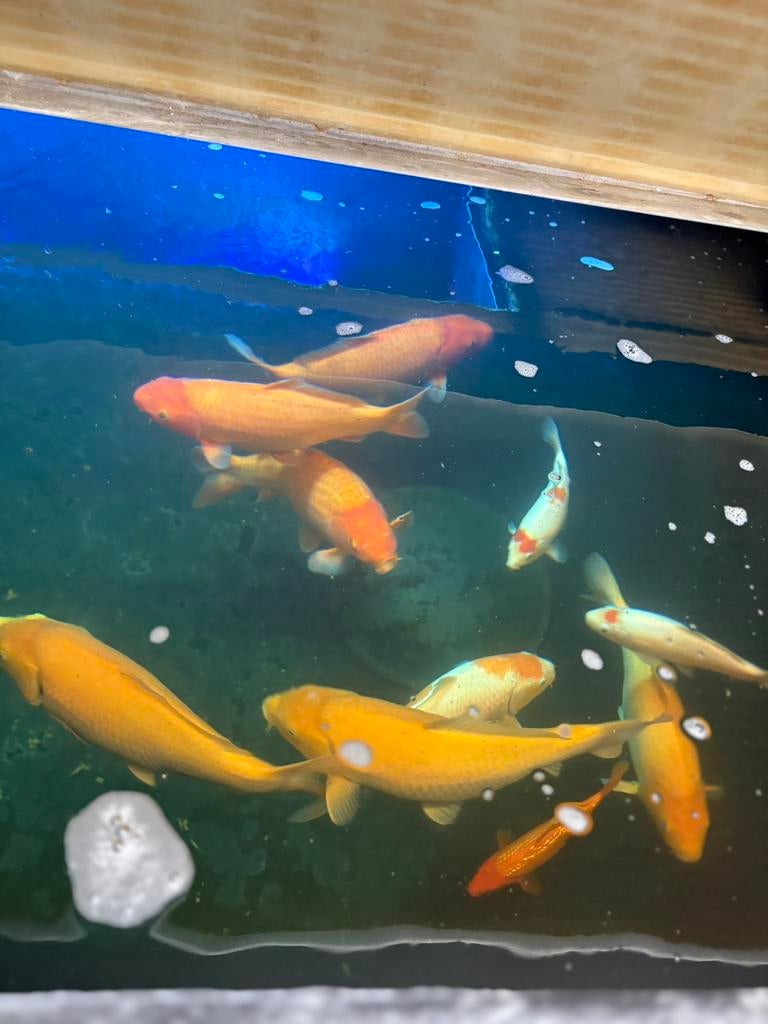 Koi benigoi, karashigoi, kohaku, Dieren en Toebehoren