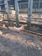 Krielkipjes in de beginleg, Kip