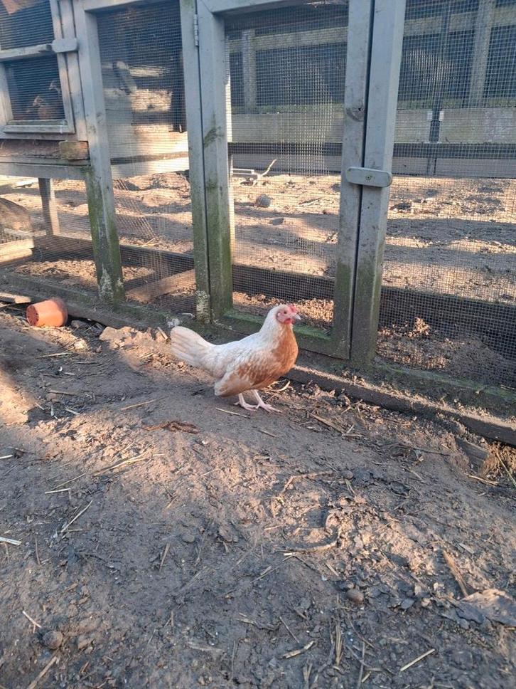 Krielkipjes in de beginleg, Dieren en Toebehoren, Pluimvee, Kip