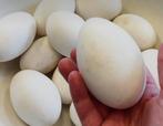 Ganzeneieren, Animaux & Accessoires, Volatiles, Oie ou Cygne