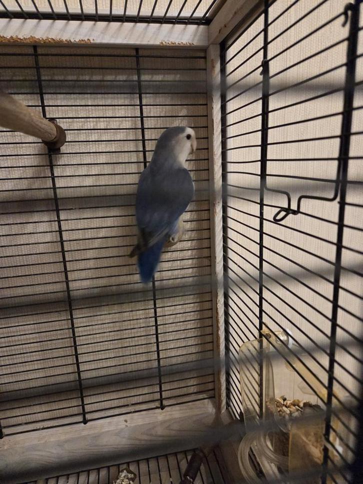 Mooie Blauwe Agapornis (Dwergpapegaai) te koop, Dieren en Toebehoren, Vogels | Parkieten en Papegaaien, Tam