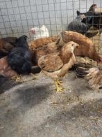 Araucana kippen jonge hennen, Dieren en Toebehoren, Pluimvee, Vrouwelijk, Kip