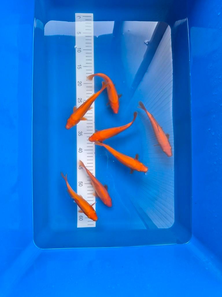 Benigoi tosai Genjiro, Dieren en Toebehoren, Vissen | Vijvervissen