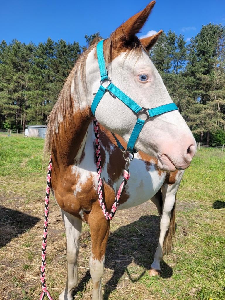 Prachtige red dun overo paint merrie, Dieren en Toebehoren, Hengst