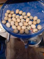 Wegens teveel chinese dwergkwartel eieren door veel kopels