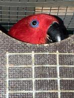 GEZOCHT Edelpapegaai pop, Dieren en Toebehoren, Vogels | Parkieten en Papegaaien, Vrouwelijk, Papegaai, Geringd