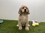 Amerikaanse Cocker Spaniel pups