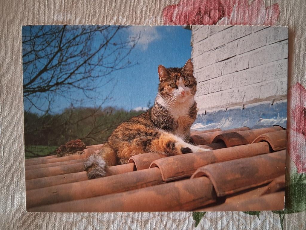 Postkaart poes, Collections, Cartes postales | Animaux, Enlèvement ou Envoi