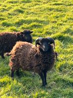 Ouessant bok, Dieren en Toebehoren, Schapen, Geiten en Varkens