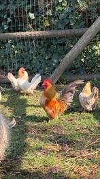 Serama kippen (kleinste kippenras ter wereld), Meerdere dieren, Kip