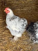 Krielkippen te koop – gezond en tam, Dieren en Toebehoren, Meerdere dieren, Kip