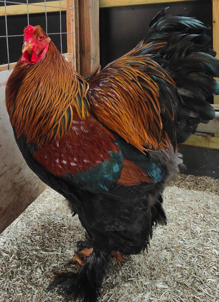 Jonge Brahma hanen meerzomig patrijs uit tentoondtellingsfok