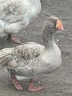 Tula gans broed eiren, Dieren en Toebehoren