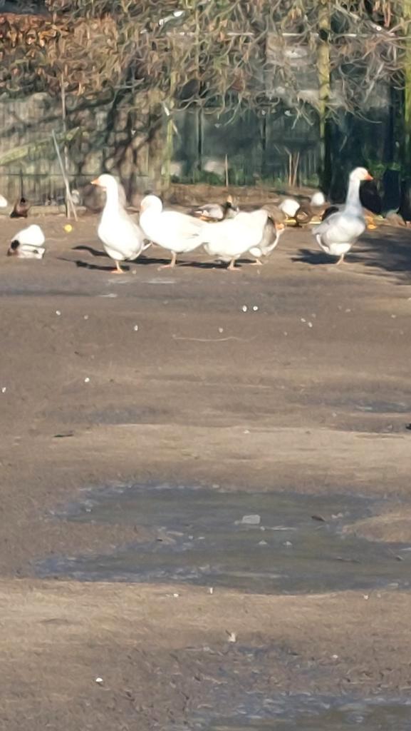 Alle soorten eenden, Dieren en Toebehoren, Pluimvee