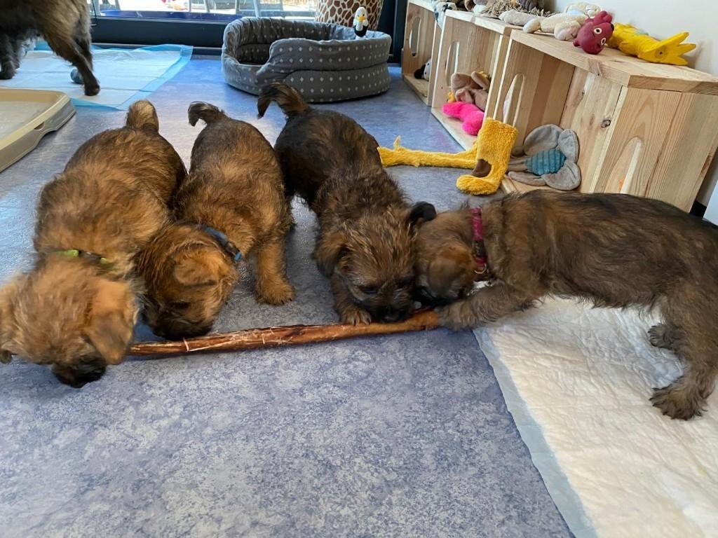 Cairn Terrier pups bij ons thuis geboren, België, Fokker | Hobbymatig, Overige rassen, 8 tot 15 weken