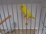 forpussen, Dieren en Toebehoren, Vogels | Parkieten en Papegaaien