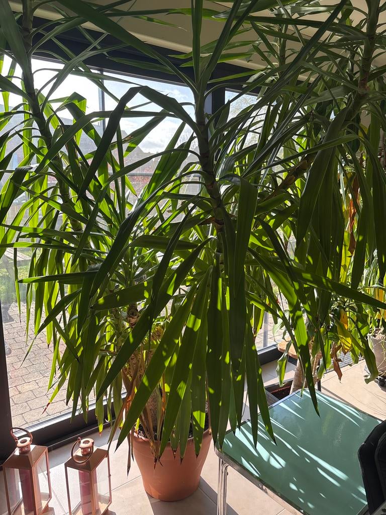 Yucca /palmlelie, Tuin en Terras, Planten | Bomen, Halfschaduw, 100 tot 250 cm, Palmboom, Ophalen