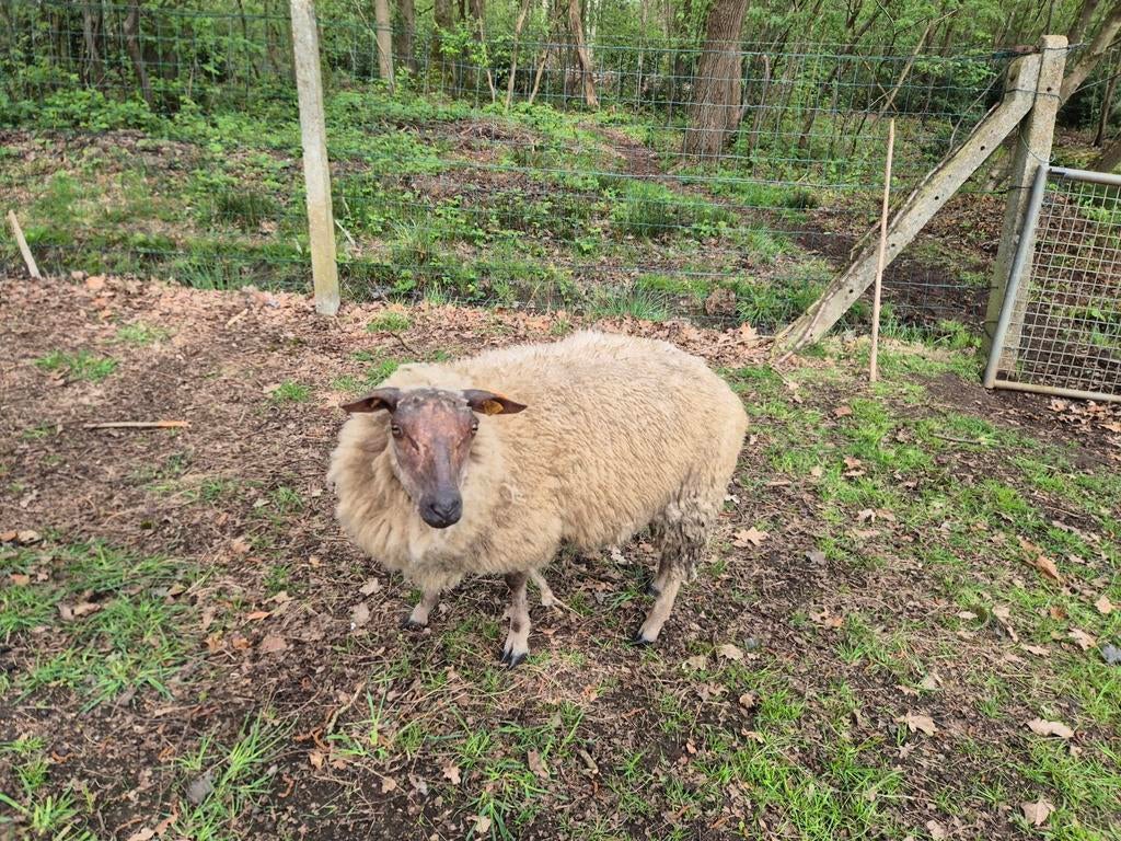 Dekbok, Dieren en Toebehoren