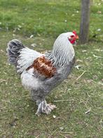Brahma groothoender haan, Dieren en Toebehoren, Mannelijk, Kip