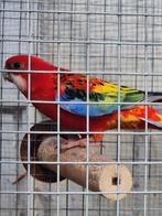 Mutation Rosella Man '25, Mâle, Perruche, Bagué