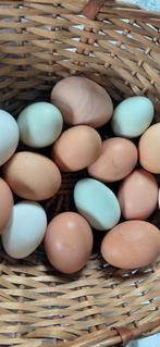 Verse kippeneitjes, Ophalen