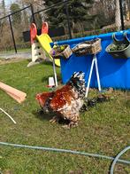 Brahma porselein, Kinderen en Baby's, Ophalen