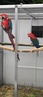 Ara's, Dieren en Toebehoren