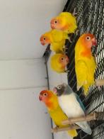 Nigrigenis gele zwartogen 2025 en 2026, Dieren en Toebehoren, Vogels | Parkieten en Papegaaien, Geringd