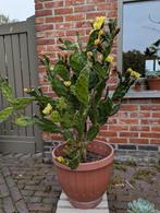 Schijfcactus in volle bloei, Tuin en Terras, Ophalen