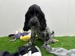 Engelse Cocker Spaniel pups, België, 8 tot 15 weken, CDV (hondenziekte), Meerdere