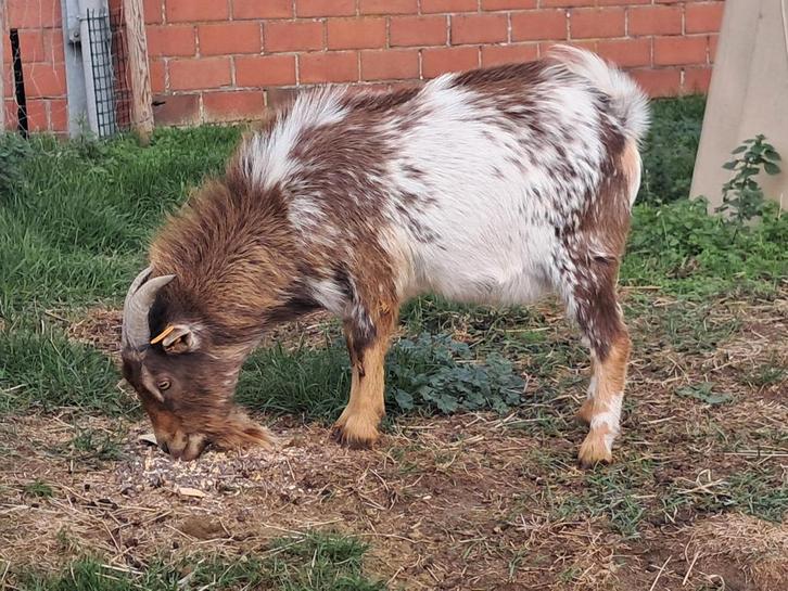 Hermelijn dekbok dwergeit, Dieren en Toebehoren, Schapen, Geiten en Varkens