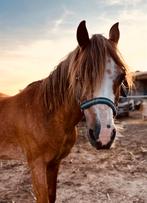 Bijrijdertje gezocht welsh pony, Dieren en Toebehoren, Merrie