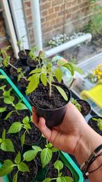 Tomatenplantjes 'Marmande', Jardin & Terrasse, Plantes | Jardin, Enlèvement