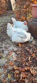 2 vette kippen - mogen weg wegens overtal. Per stuk 15 EUR., Dieren en Toebehoren