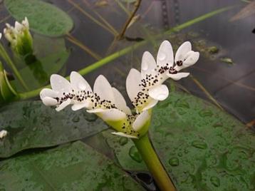 Kaapse waterlelie, Aponogeton Distachyos , disponible aux enchères