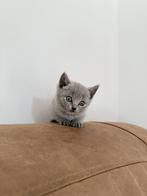 britse korthaar kittens, Kater, Gechipt, 0 tot 2 jaar