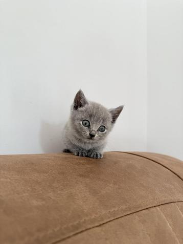 britse korthaar kittens, Chat, Vermifugé, 0 à 2 ans