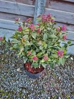 viburnum tinus, Tuin en Terras, Planten | Tuinplanten, Ophalen