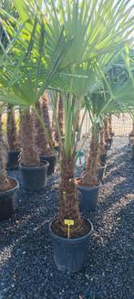 Trachycarpus fortunei palmboom PROMOTIE, Ophalen