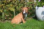 Chiots Bull Terrier à choisir dans un nid, Étranger, Parvovirose, Plusieurs animaux, 8 à 15 semaines