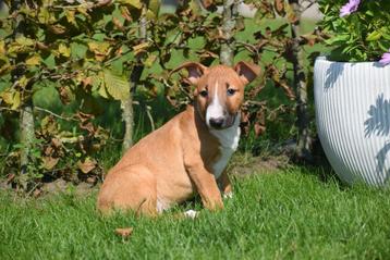 Chiots Bull Terrier à choisir dans un nid