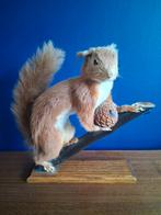 Taxidermie eekhoorn, Ophalen