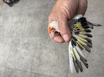 Putter, Dieren en Toebehoren, Meerdere dieren, Wildzangvogel
