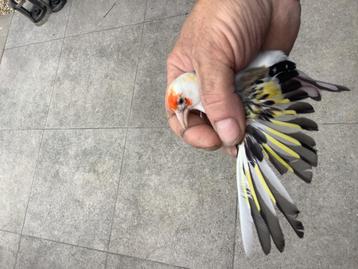 Putter, Plusieurs animaux, Oiseau chanteur sauvage