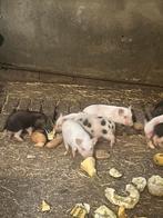 Mini varkens, Dieren en Toebehoren, Varken