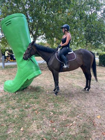Bomproof recreatie wandelpaardje, Jument