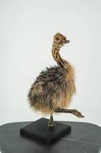 Opgezette Struisvogel kuiken - Wildernis Atelier