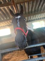 Mooi paardje, Minder dan 160 cm, Zadelmak, 3 tot 6 jaar, Recreatiepaard