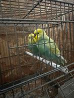 Goed Koppel regenboog grasparkieten, Dieren en Toebehoren, Vogels | Parkieten en Papegaaien